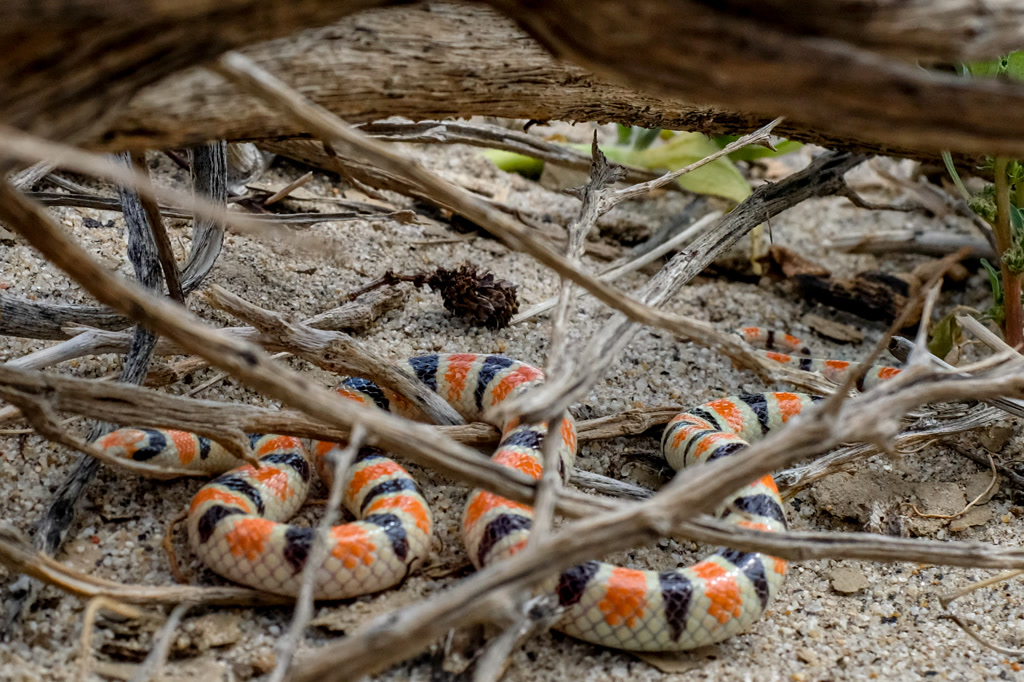 A Colorado Desert Shovel-Nosed Snake is nestled amongst a tangle of sun-bleached branches on the sandy ground. The snake's vibrant pattern of orange, black, and white bands stands out starkly against the natural earth tones of its surroundings. The concealment provided by the branches offers only partial shade from the overhead sun in the arid landscape of the Anza-Borrego Desert.